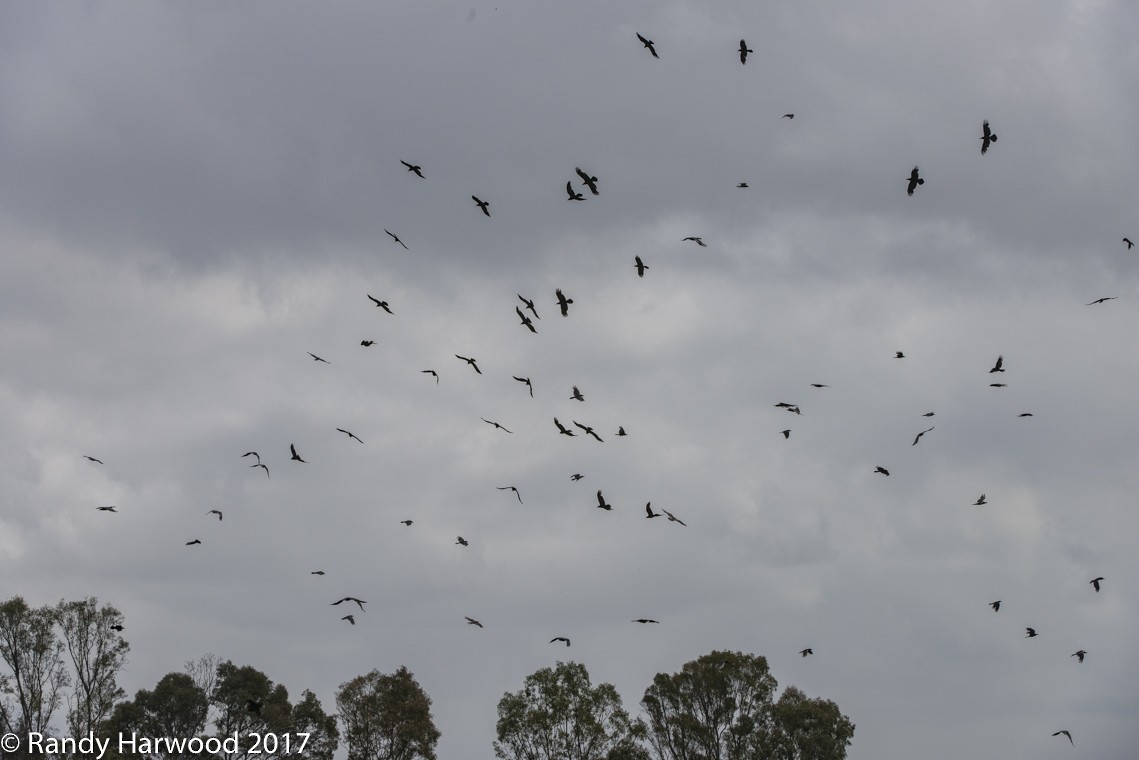 Common Raven - Randy Harwood