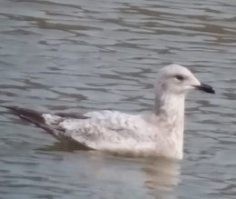 アメリカセグロカモメ - ML581990611