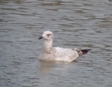 アメリカセグロカモメ - ML581990691