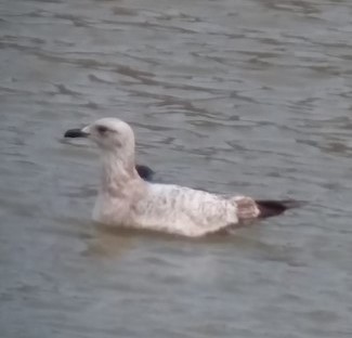 アメリカセグロカモメ - ML581990861