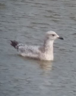 アメリカセグロカモメ - ML581990941