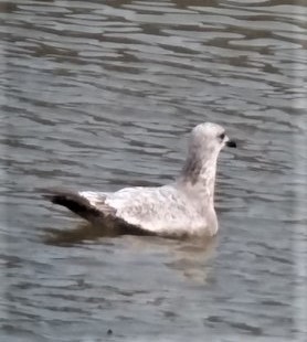 アメリカセグロカモメ - ML581991041