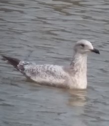 アメリカセグロカモメ - ML581991121