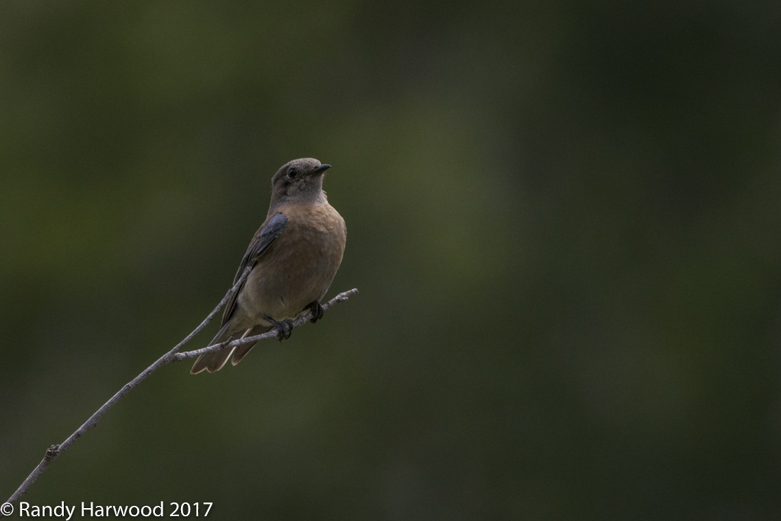 Western Bluebird - ML58199121