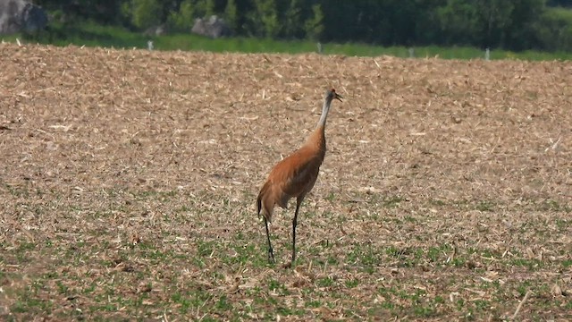 Sandhill Crane - ML581991271