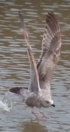 アメリカセグロカモメ - ML581991501