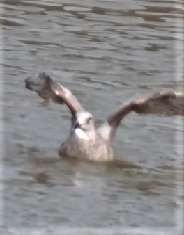 アメリカセグロカモメ - ML581991721