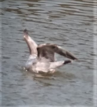 アメリカセグロカモメ - ML581991941