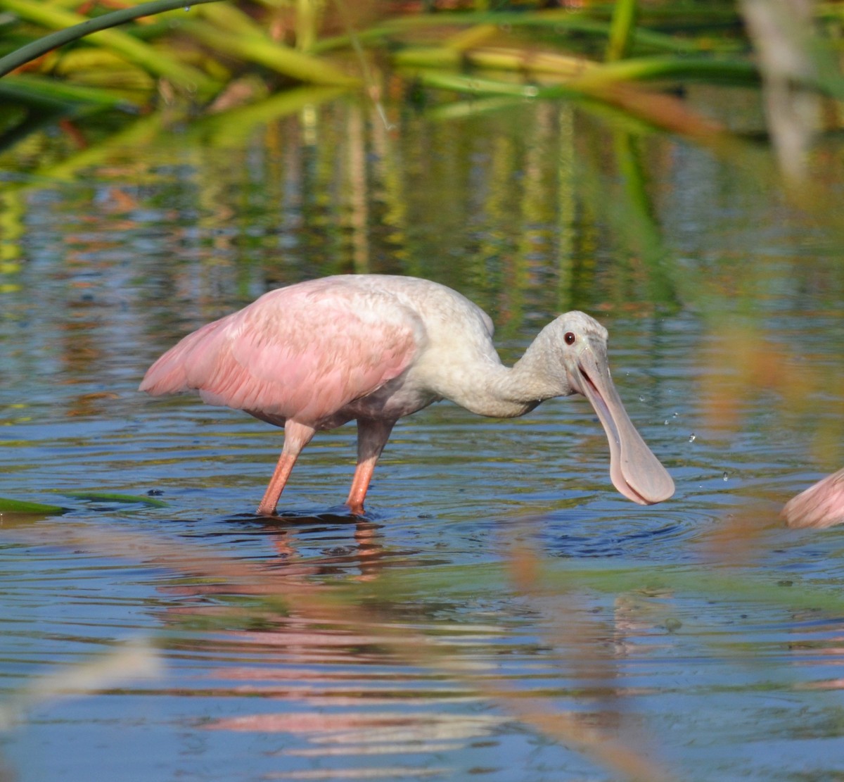 Roseate Spoonbill - ML581993201