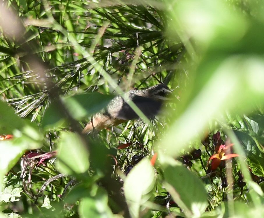 Great-billed Hermit - Eugenia Boggiano