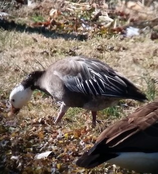 Snow Goose - ML581993731