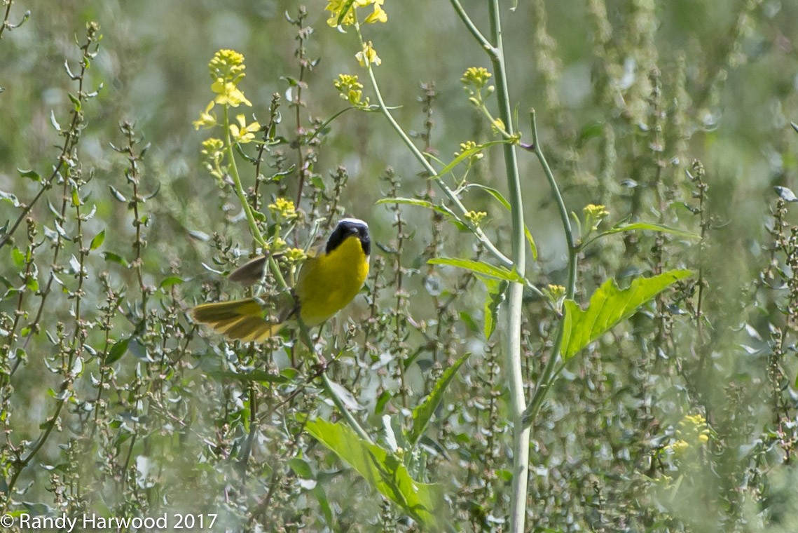 Common Yellowthroat - ML58199381