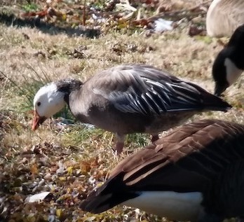 Snow Goose - ML581993921