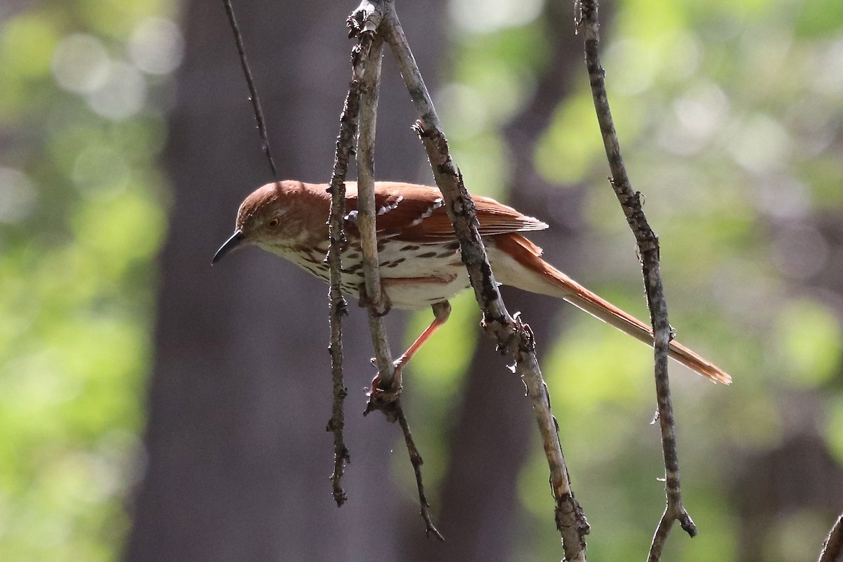 Brown Thrasher - ML581994031