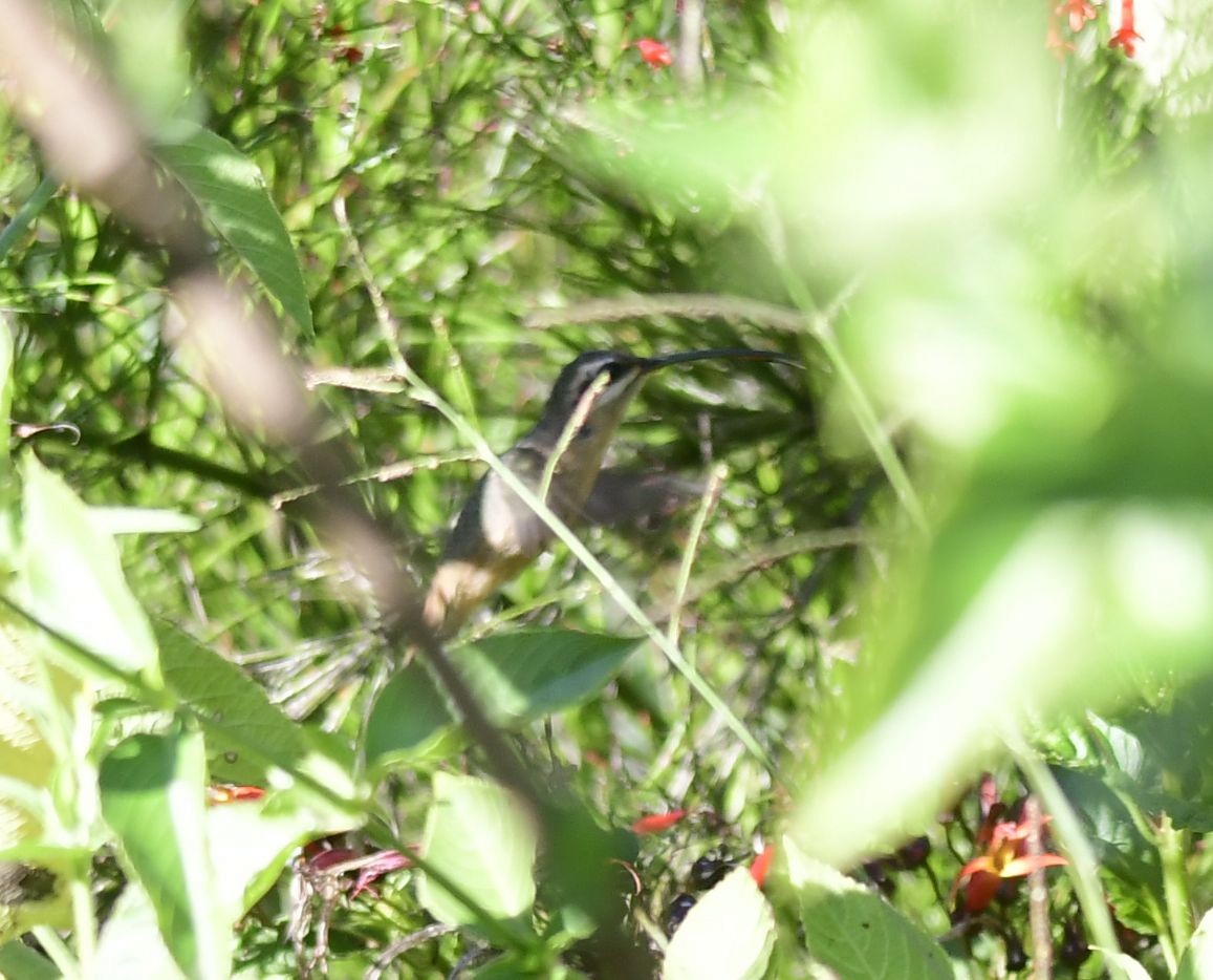 Great-billed Hermit - Eugenia Boggiano