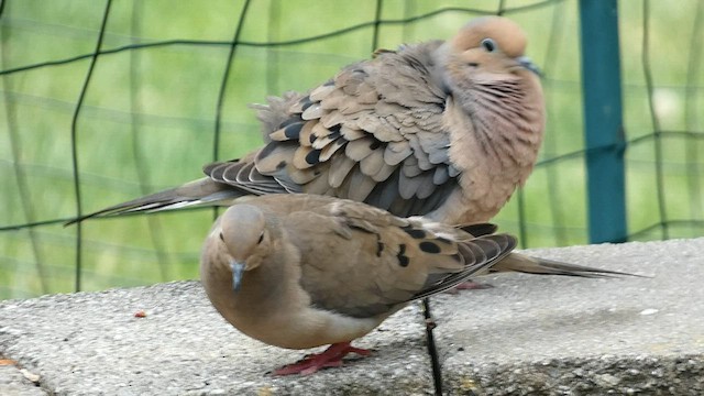 Mourning Dove - ML581994561