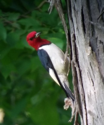 Red-headed Woodpecker - Terry Bronson