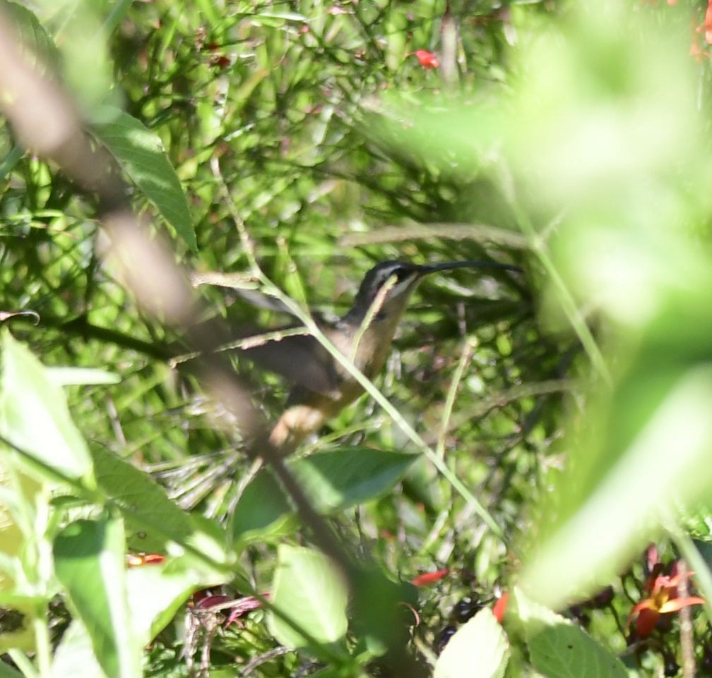 Great-billed Hermit - Eugenia Boggiano