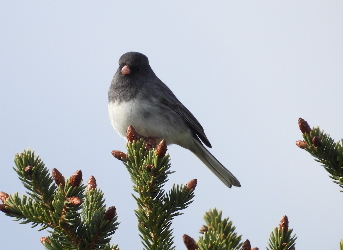 Junco ardoisé - ML581996701