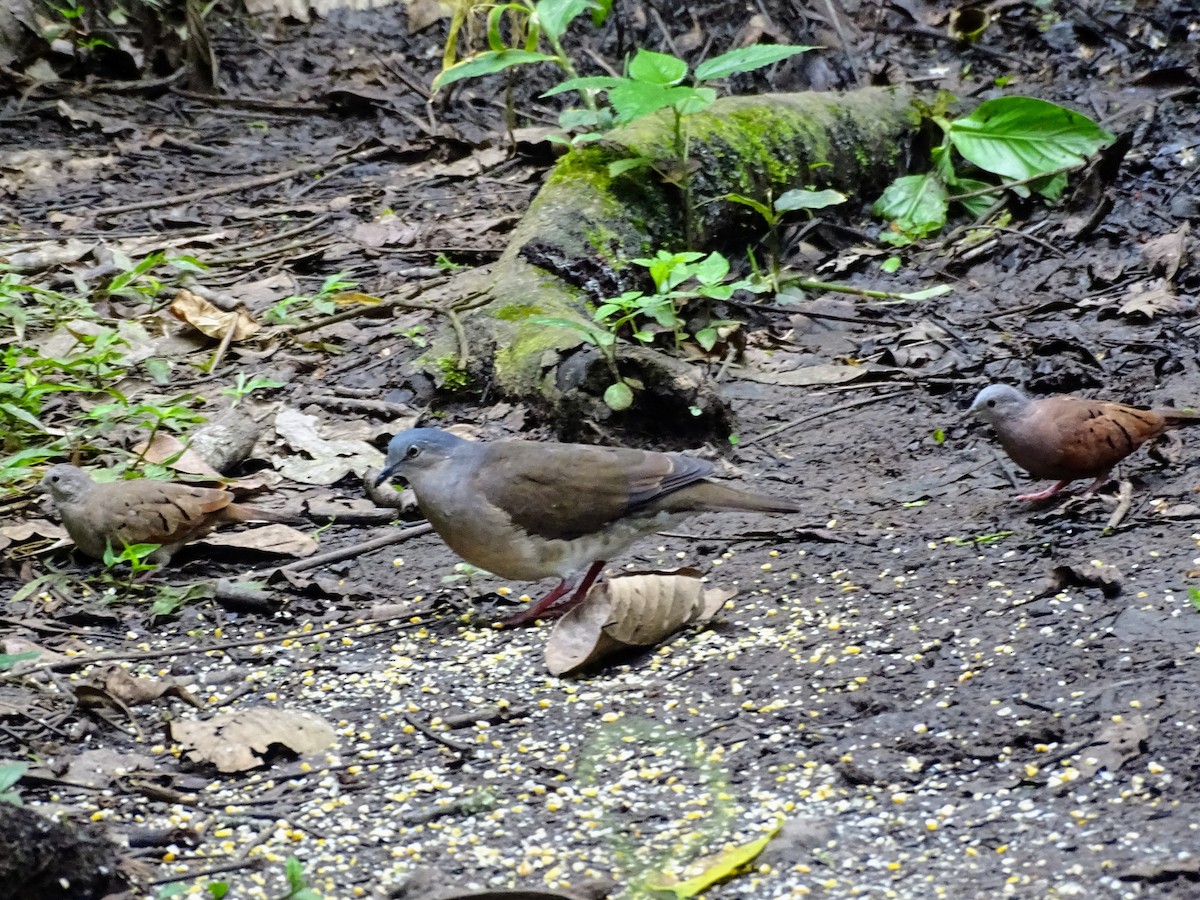 Ruddy Ground Dove - ML581997021