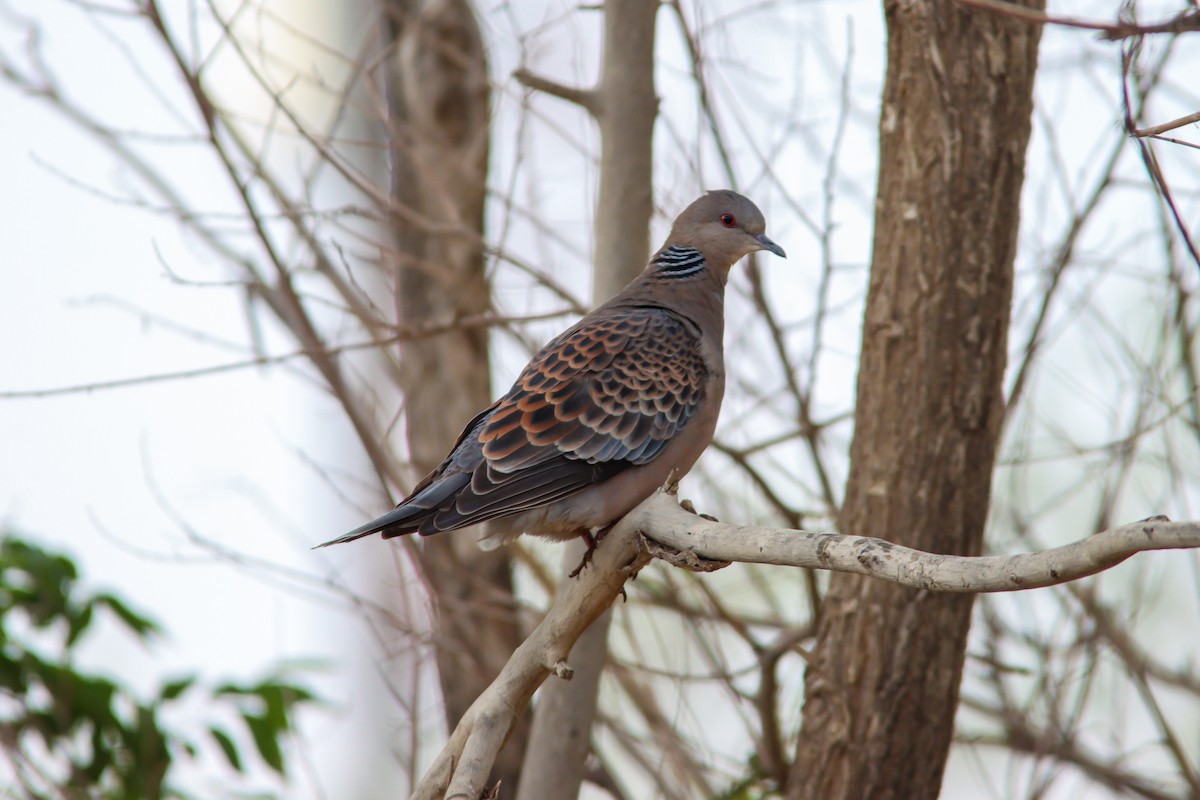 Oriental Turtle-Dove - ML581997501