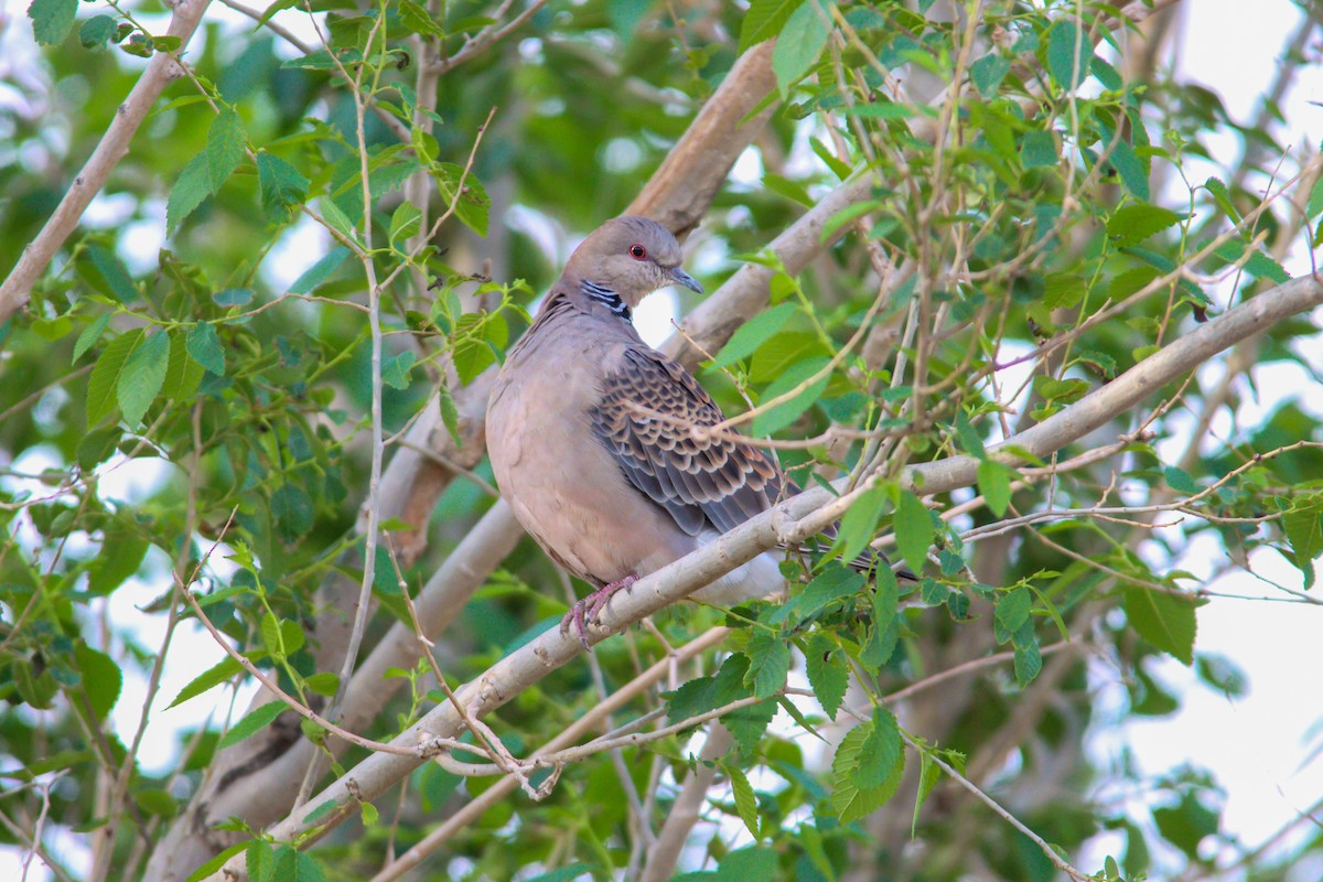 Oriental Turtle-Dove - ML581997521