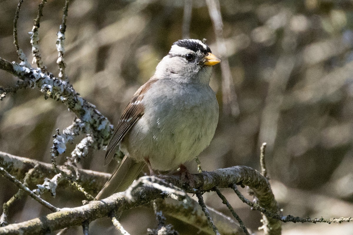 White-crowned Sparrow - ML581998851