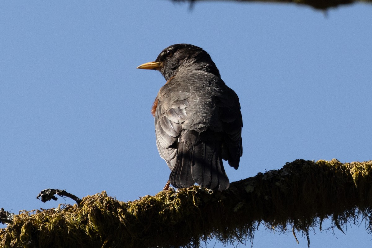 American Robin - ML581998901