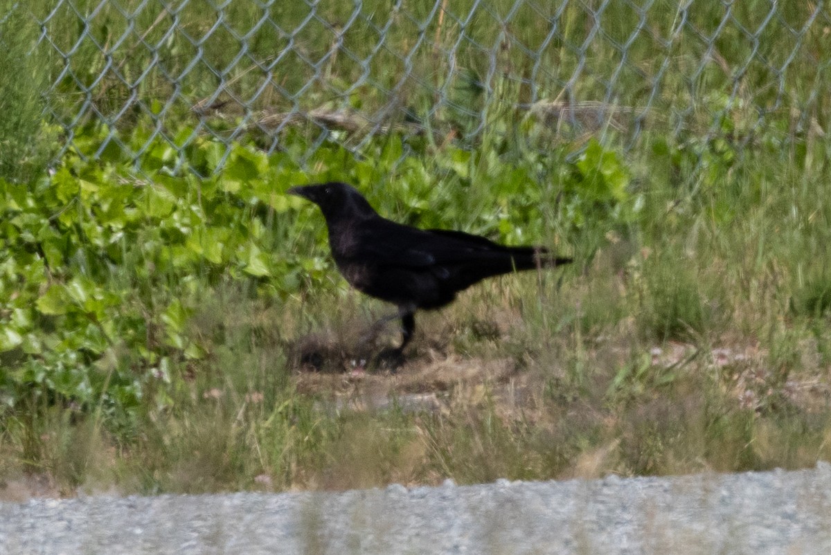 American Crow - ML581999031