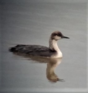 シロエリオオハム - ML581999741