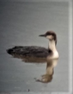 シロエリオオハム - ML581999911