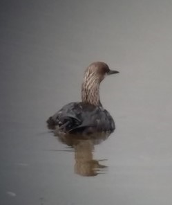 シロエリオオハム - ML582000081