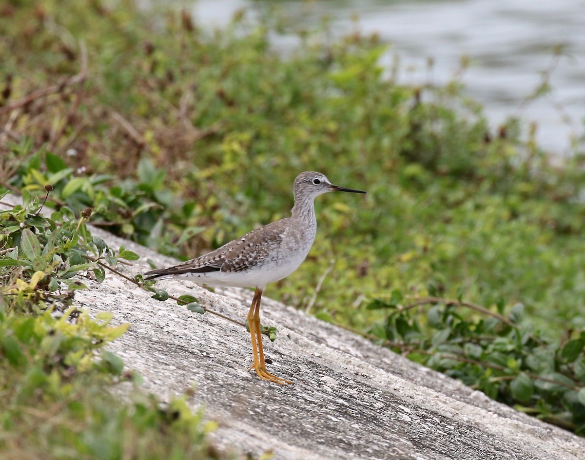 Lesser Yellowlegs - ML582000191