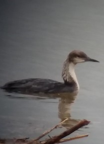 シロエリオオハム - ML582000241