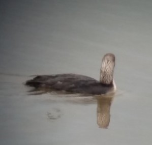 シロエリオオハム - ML582000331