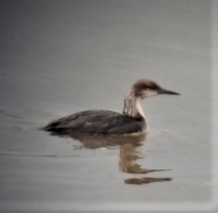 シロエリオオハム - ML582000421