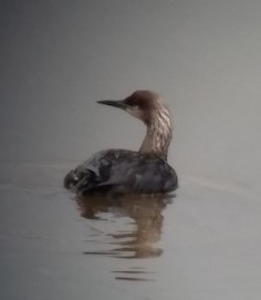 シロエリオオハム - ML582000601