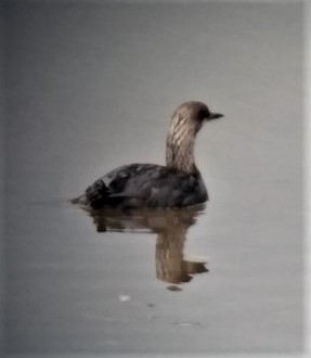 シロエリオオハム - ML582000731