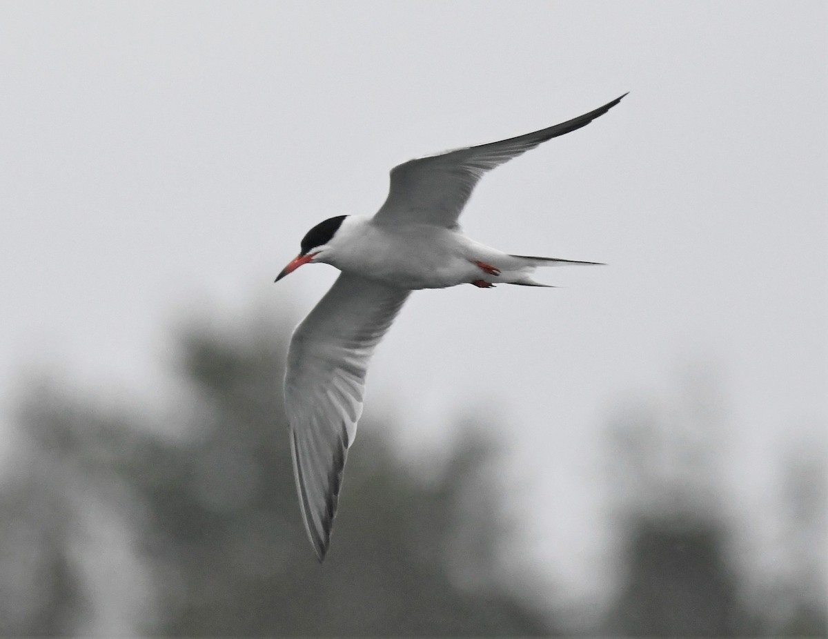 Common Tern - Zachary Peterson