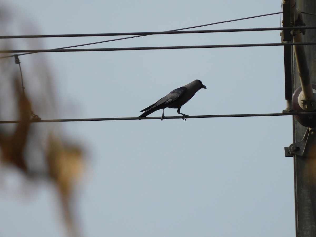 House Crow - ML582001721