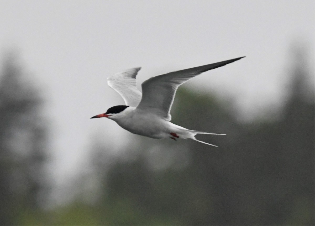 Common Tern - Zachary Peterson