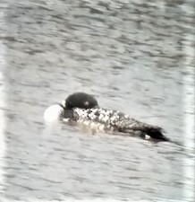 Common Loon - ML582002261