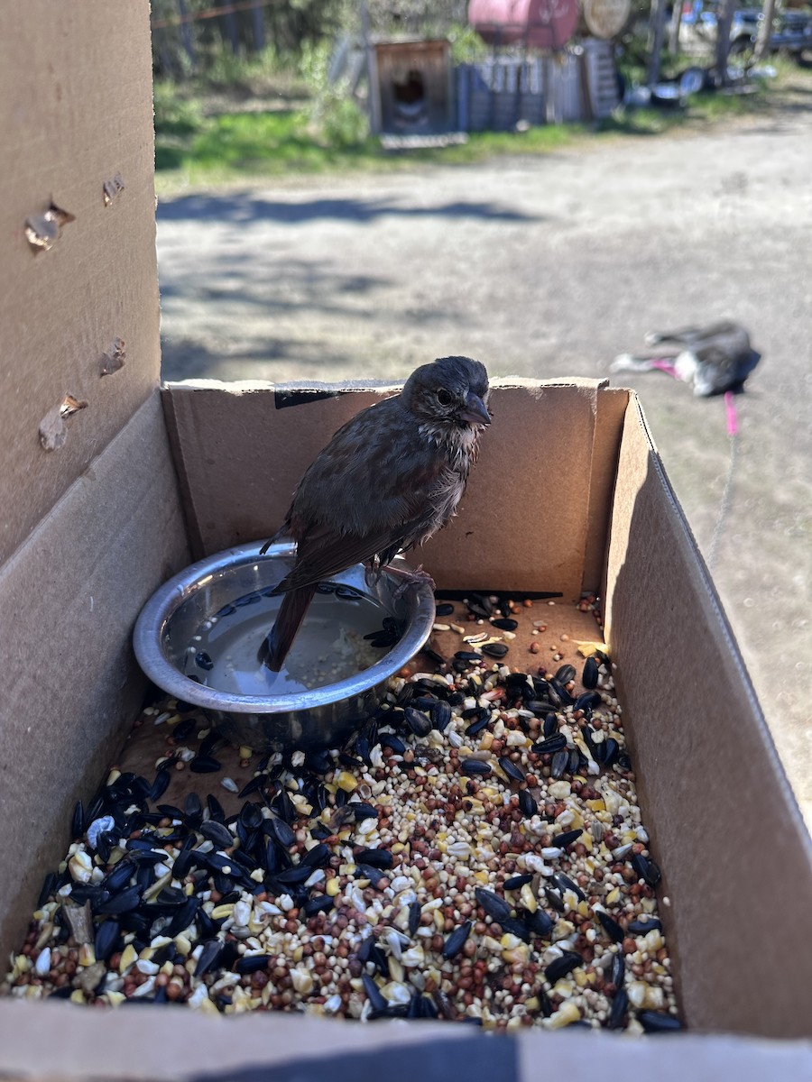 Fox Sparrow (Red) - ML582003351