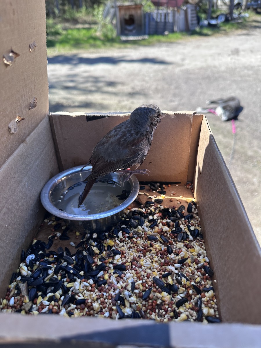 Fox Sparrow (Red) - ML582003361