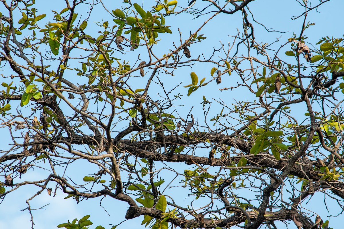 Asian Brown Flycatcher - ML582003861