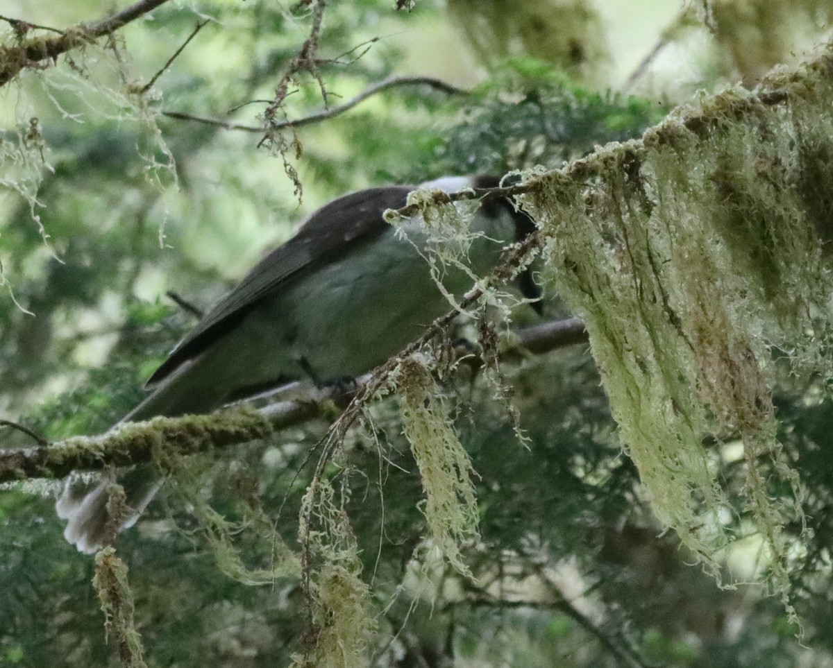 Canada Jay - ML582004011