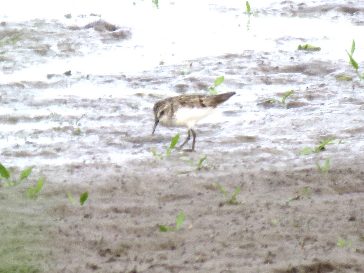 Semipalmated Sandpiper - ML582004411