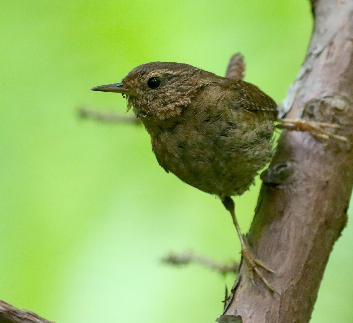 Pacific Wren - ML582004641