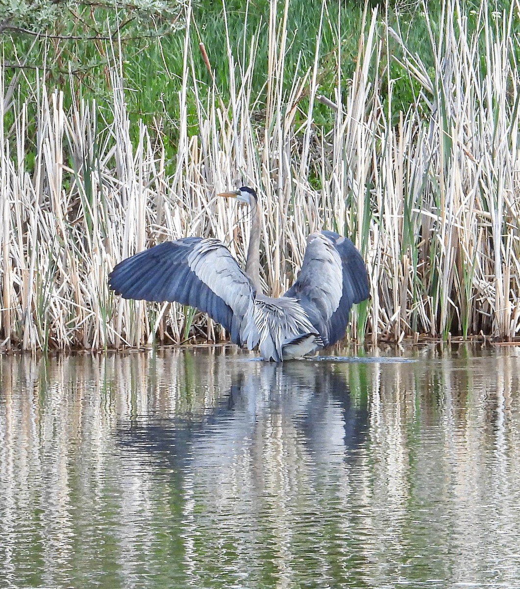 Great Blue Heron - ML582004851