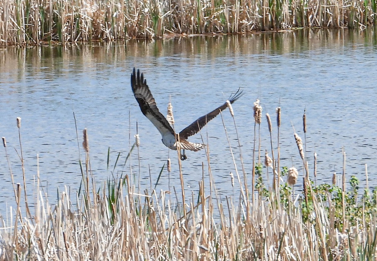 Águila Pescadora - ML582005121